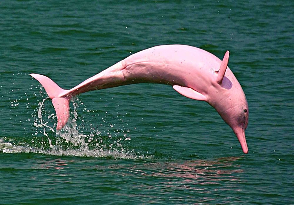 The bufeo route, pink dolphins in Bolivia