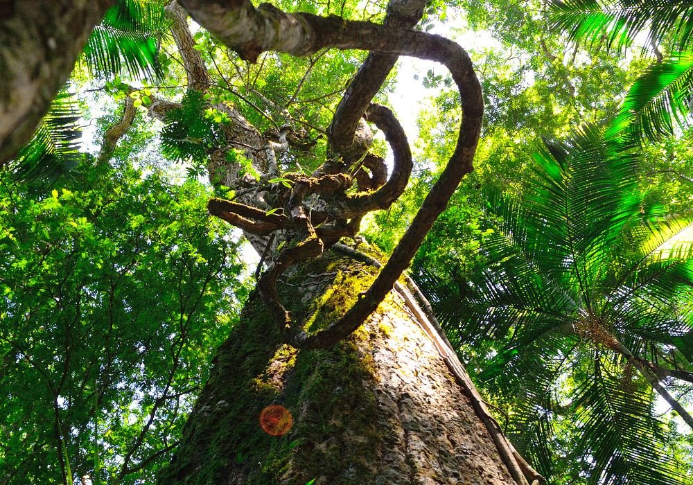 Un emblema del corazón salvaje del Amazonas