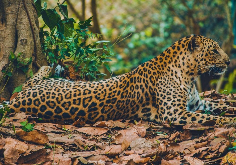 Ruta del Jaguar en Bolivia