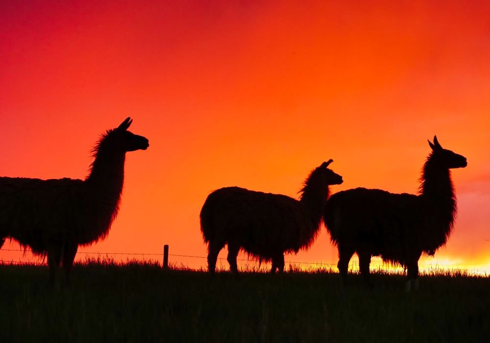 The llama route in Bolivia