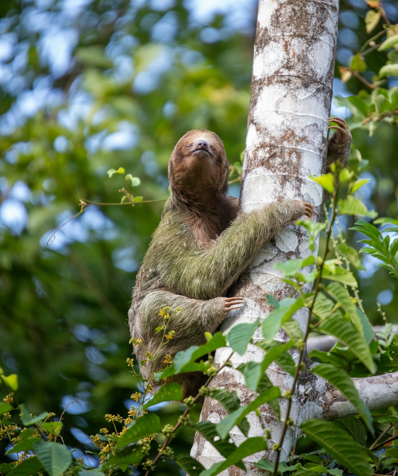 Route of sloth in Bolivia