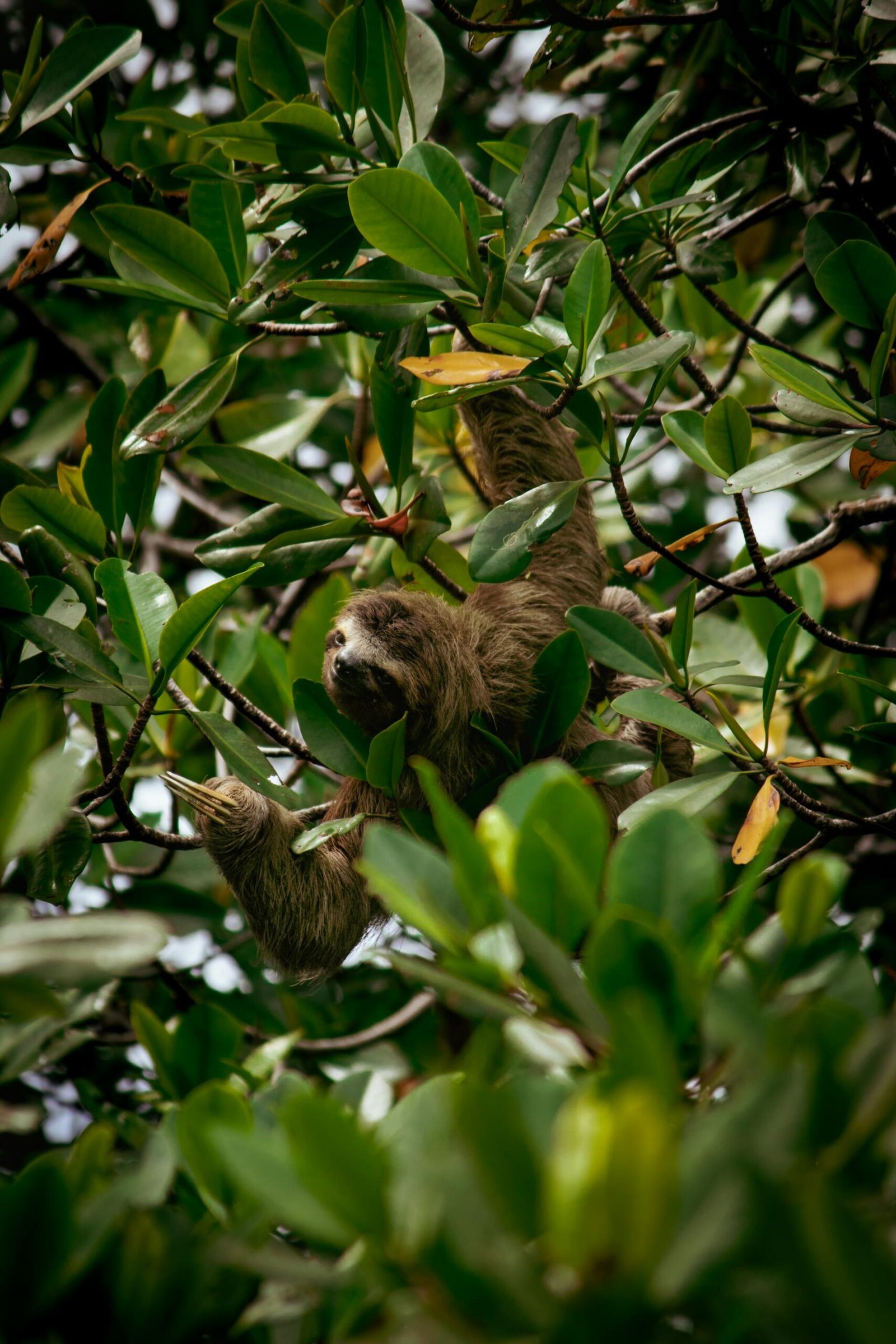 The significance of sloths in Bolivia