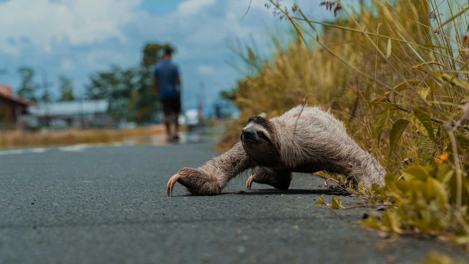 Sloth route Bolivia