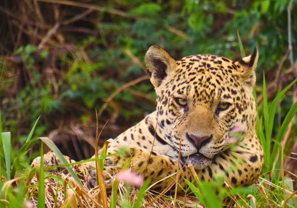 Fotografía de fauna en la ruta del Jaguar